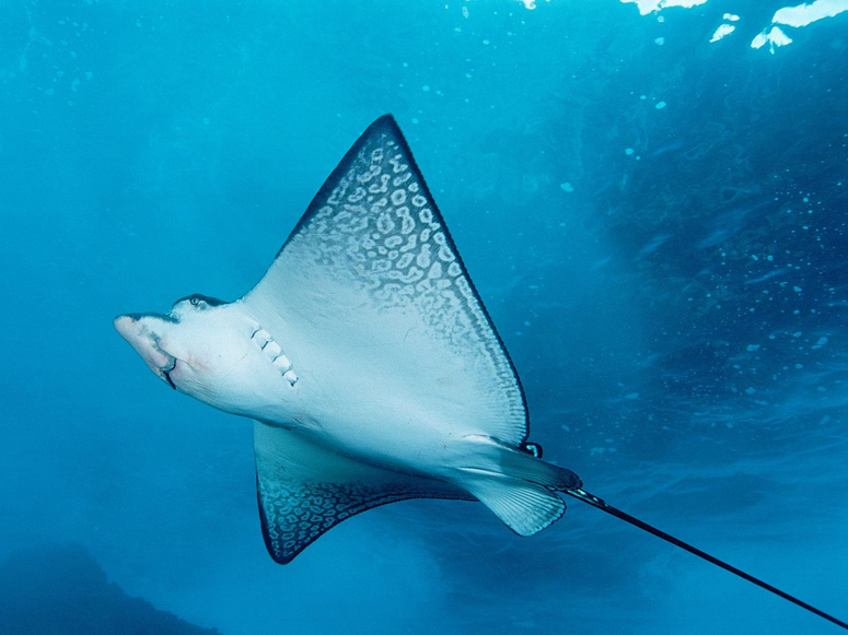 Les Habitants de l'Océan: 10 images