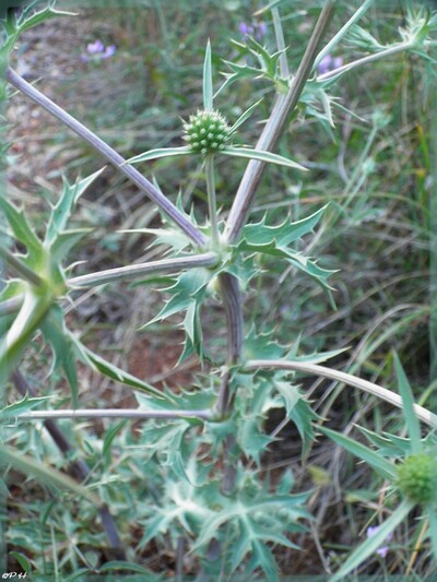 Panicot champêtre