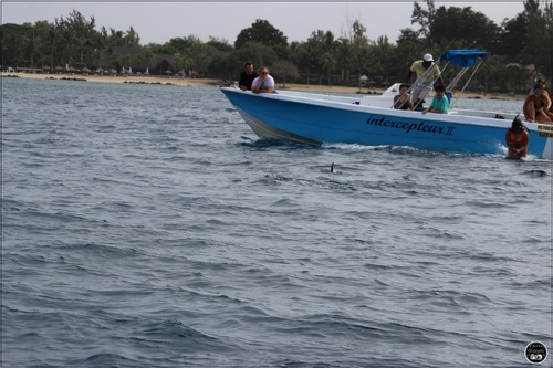 Voire et nager avec les dauphins à l'île Maurice