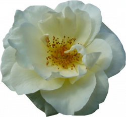 Tubes de Roses