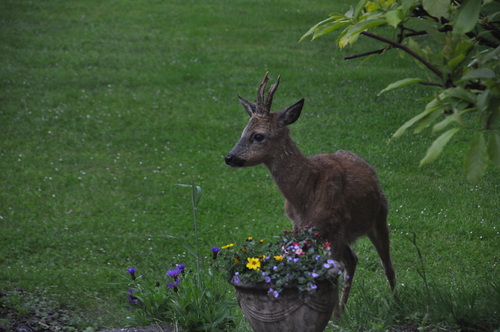 Les autres visiteurs de mon jardin