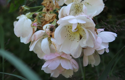 Dernières roses