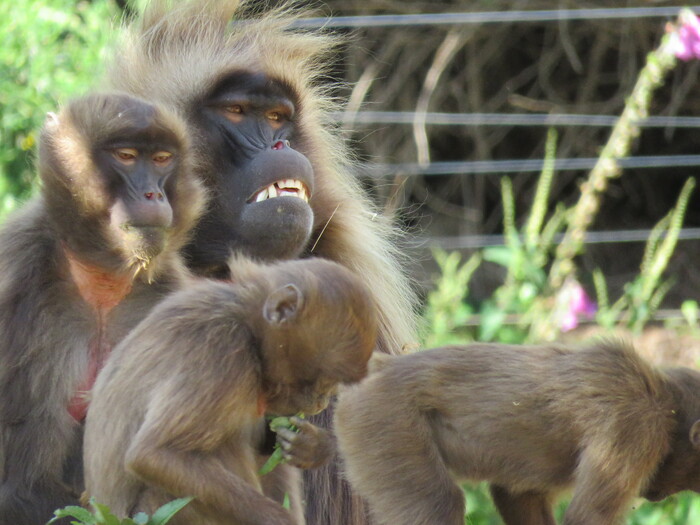 Zoo de la Boissière Du Doré (20).