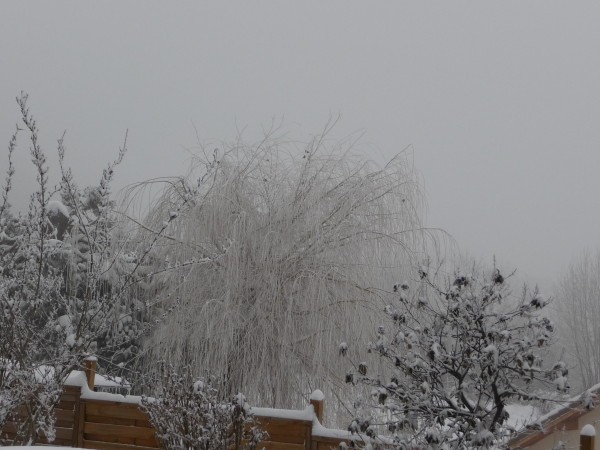 neige janvier 2010 (44)