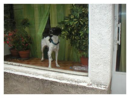 Combien pour ce chien dans la vitrine ? " - parisperdu