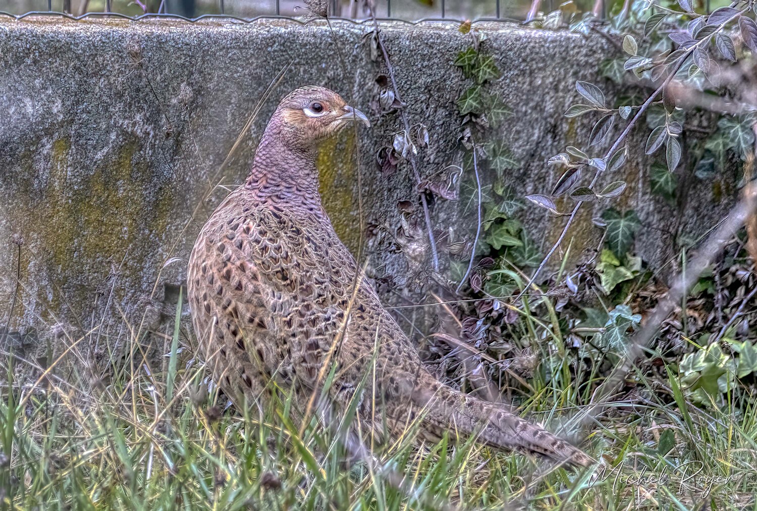 Poule faisane égarée