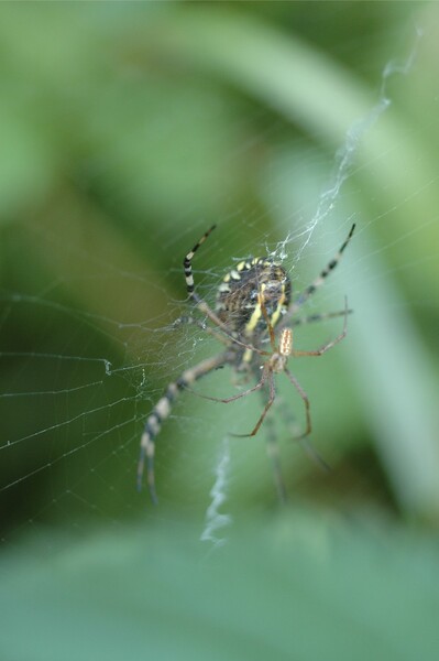 Danse d'amour de l'argiope