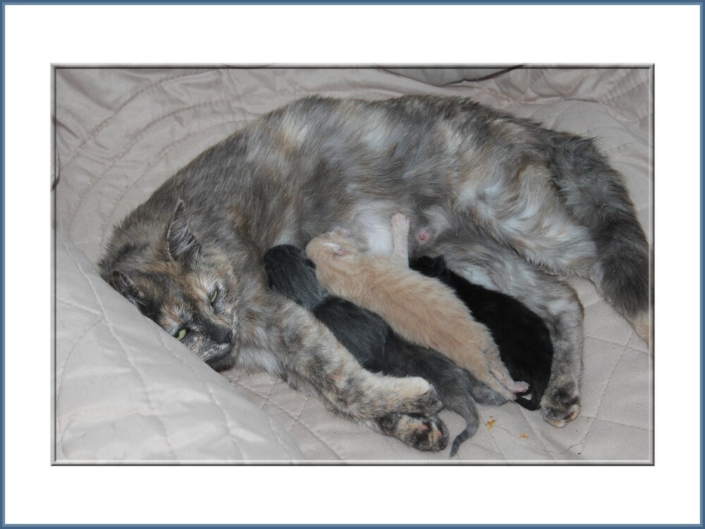 Juin 2014, naissance des chatons