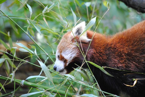 Lucie, la petite femelle panda roux.