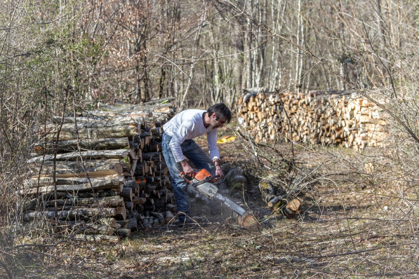 La jument Comtoise Tulipe