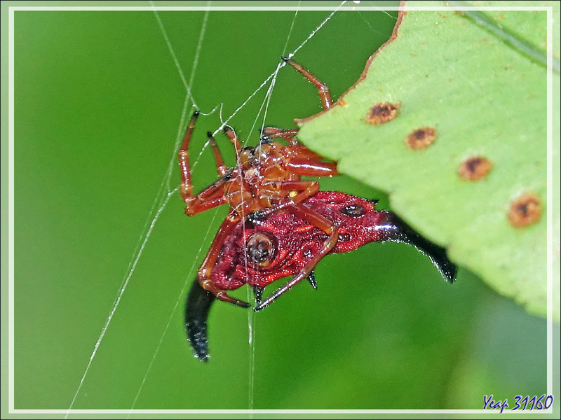 Recto /verso pour l'Araignée-étoile épineuse rouge/orangé et jaune, Red/orange and yellow horned star spider (Gasteracantha thorelli) - Nosy Sakatia - Madagascar