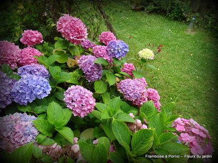 Fleurs dans le jardin 