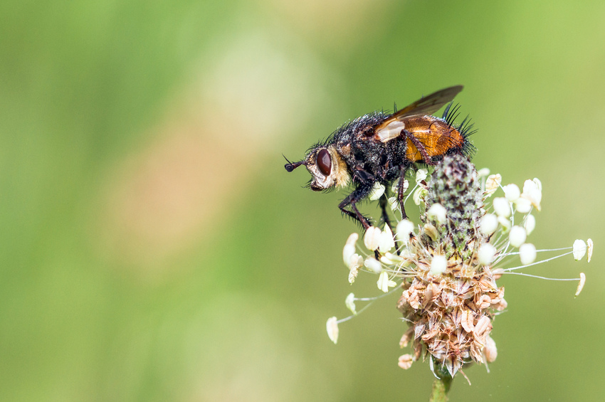 Ca bougent beaucoup dans les prairies