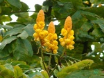 Cassia alata Schoelcher Martinique