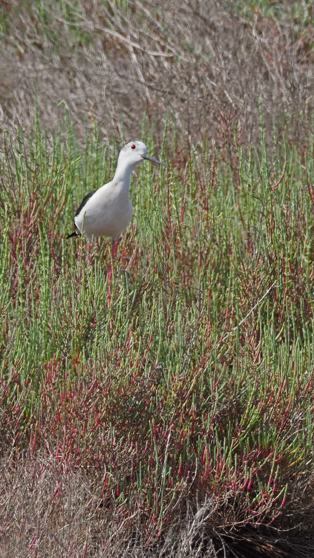 20/7 oiseaux des vieux salins de Hyères