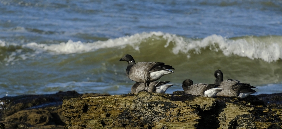 Vagues et plumes.