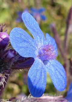 Anchusa italica  -  buglosse d'Italie