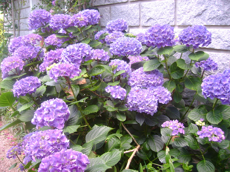 MON JARDIN DE FLEURS EN JUILLET .