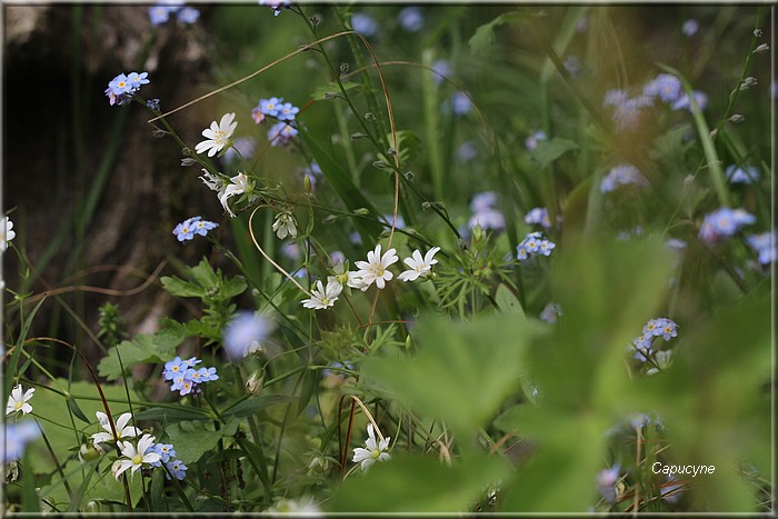  Mariages jolis au jardin