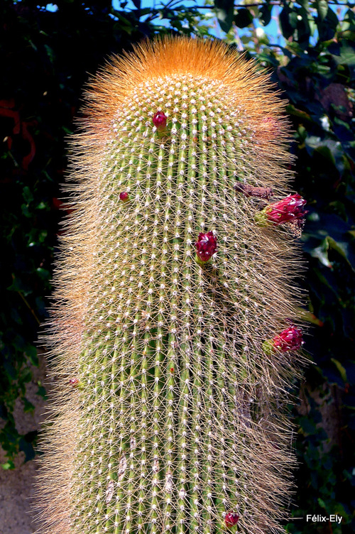 Un cactus prêt à fleurir