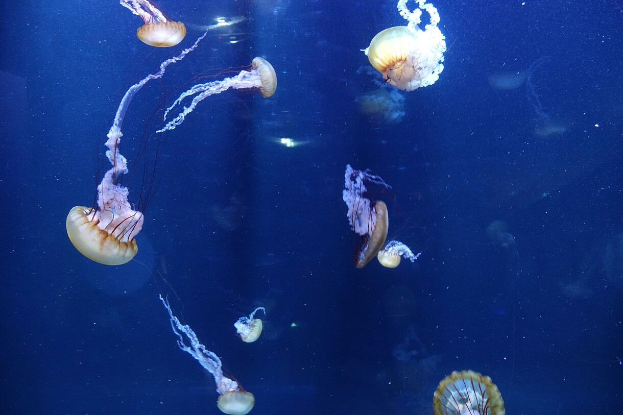 Le plus aquarium d'Europe : le Nausicaa de Boulogne-sur-Mer