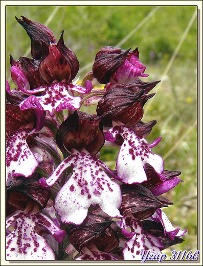  Orchis poupre - Sauveterre-de-Comminges - 31