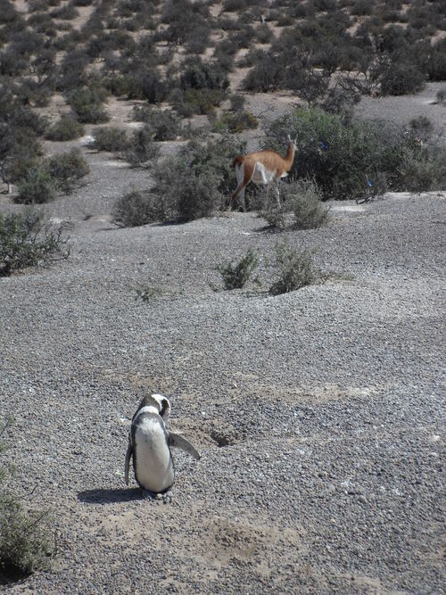 Rencontre avec les manchots...