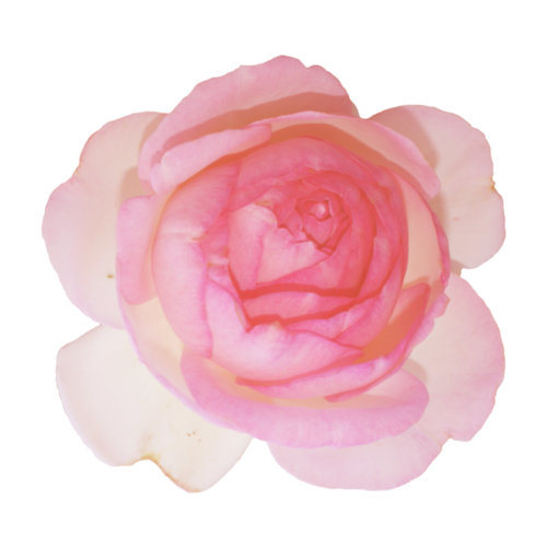 Une rose / 3