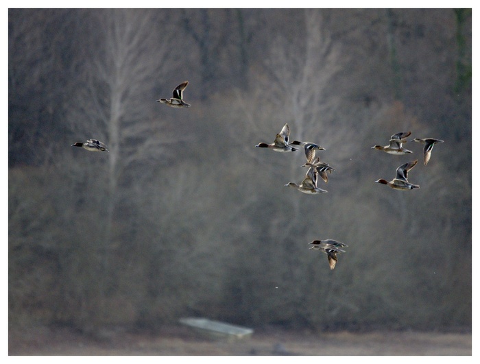 canards en vol