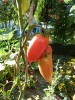 tomates andines cornues aout 2012