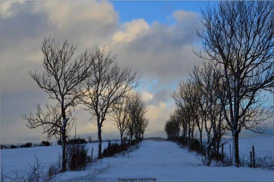 neige sur le levezou 31/1/15 - aveyron
