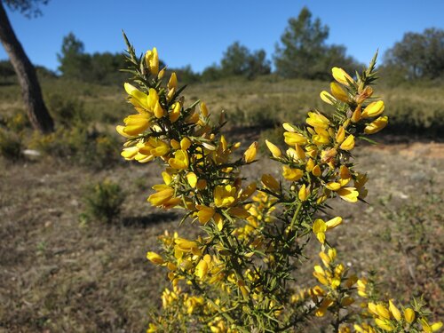 Printemps entre Alpilles et Luberon