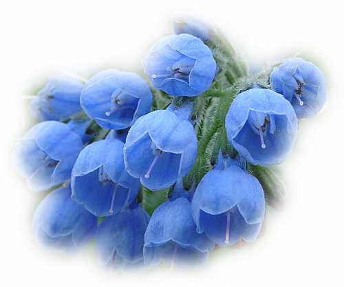 Tubes fleur/Virág png
