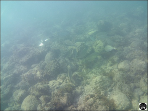 Grèce, vue sous-marine, de la mer Egée