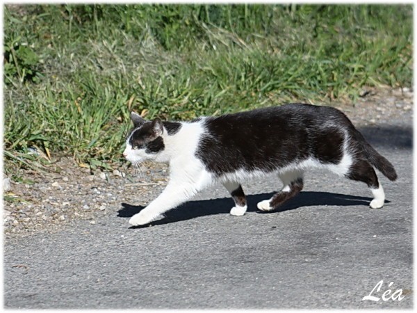Animaux-5454-chat-noir-et-blanc.jpg