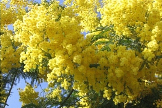 mimosa-539009.jpg