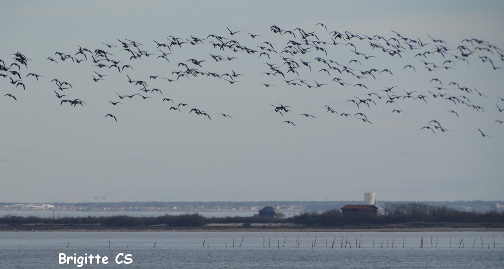 Vol d'oies bernaches sur le Bassin d'Arcachon...