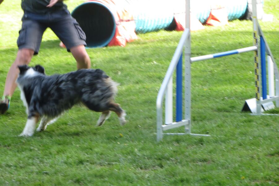 Agility chien