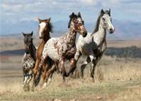 Les Mustangs: de vrais tableaux de la nature !!!!!