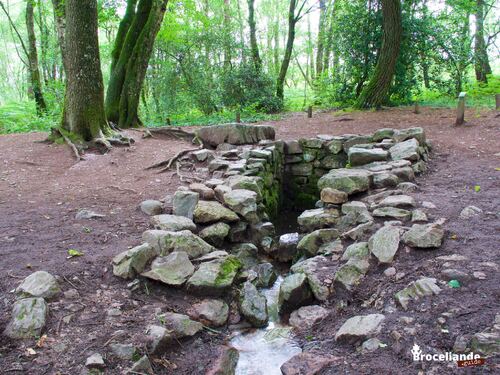 La forêt de Brocéliande ( Ile et Vilaine )