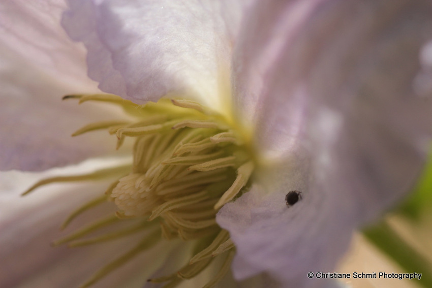 Poésie au coeur des fleurs  