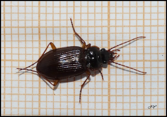 Nebria brevicollis.