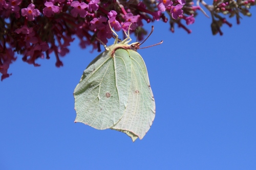 Papillons de ce jour