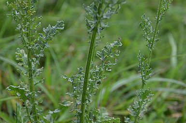 Feuilles de séneçon jacobée