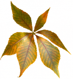 Tubes png feuilles