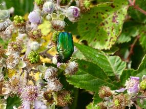 Peut être une image de nature