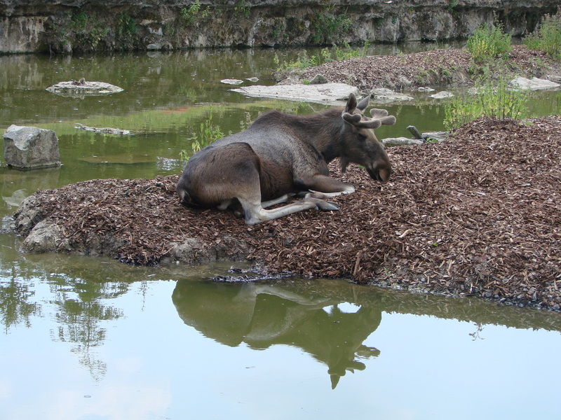 Pairi Daiza (8)