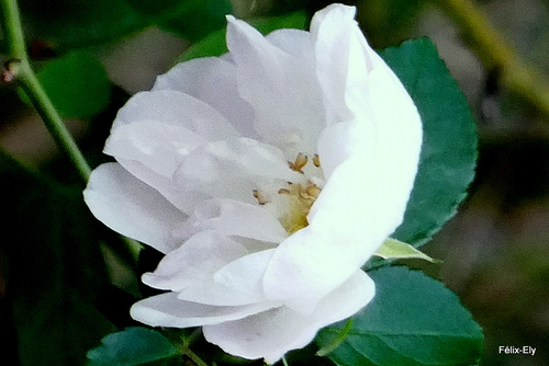 Belle petite rose blanche