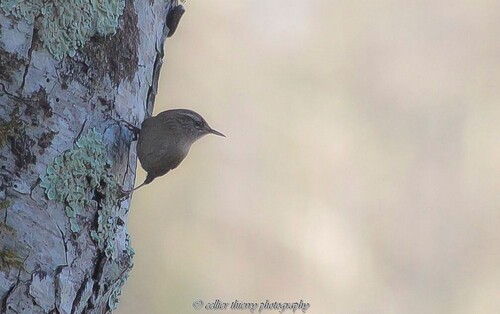 Troglodyte mignon - Saint jean de chevelu - Savoie - Novembre 2020