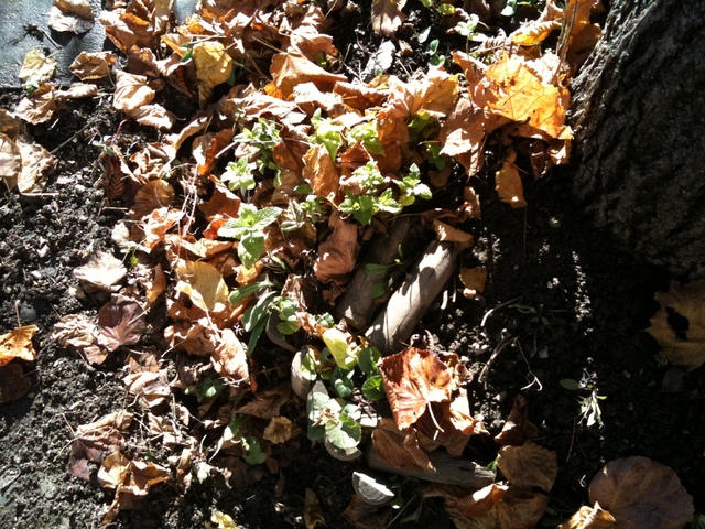 photo feuilles et menthe